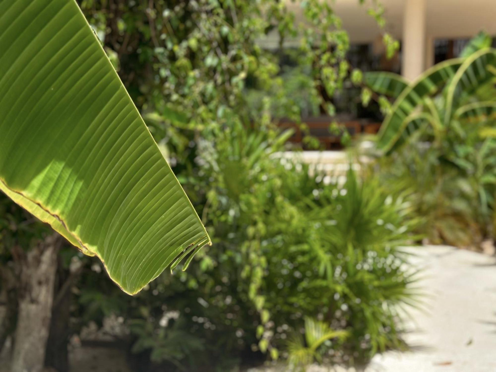 Ophelia Tulum Condo In Aldea Zama 외부 사진